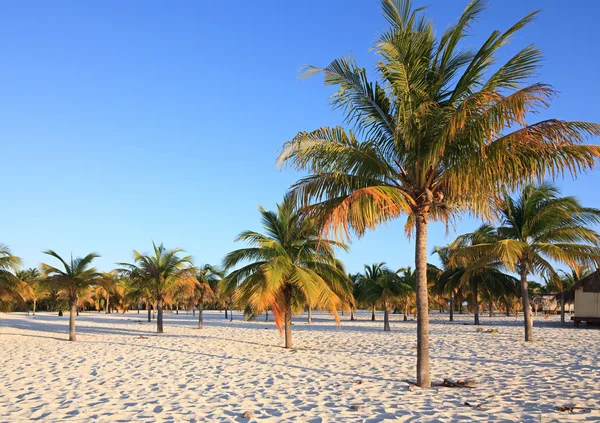 Palmbomen op het witte zand. Playa sirena. Cayo largo. Cuba. — Stockfoto