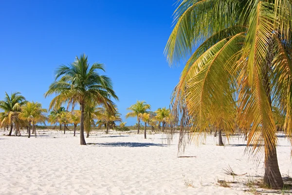 Palmbomen op het witte zand. Playa sirena. Cayo largo. Cuba. — Stockfoto