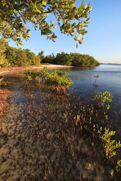 Mangrove az Atlanti-óceán. Cayo guillermo. Kuba. — Stock Fotó