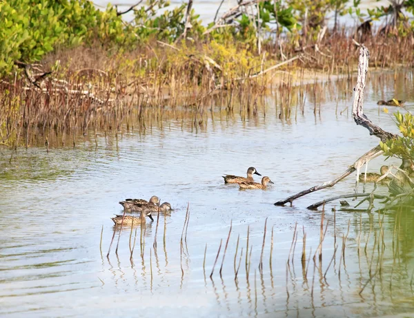 Flock av änder simning i lagunen. — Stockfoto