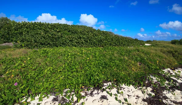 Oever was bedekt met vegetatie. Cayo guillermo. Cuba. — Stockfoto