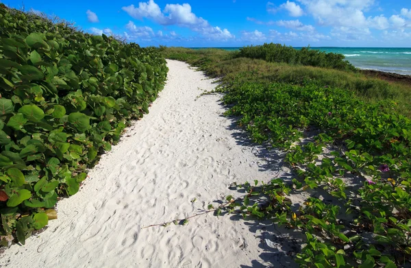 Sentiero verso il mare di sabbia bianca. Oceano Atlantico. Cayo Guillermo. C — Foto Stock