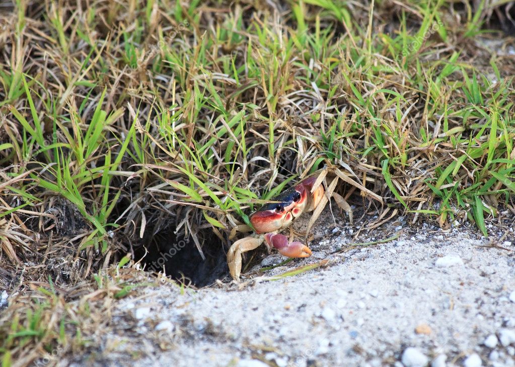 Land crabs near his burrow. — Stock Photo © yykkaa 9202573