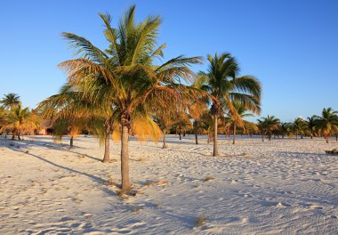beyaz kum üzerinde palmiyeler. Playa sirena. Cayo largo. Küba.