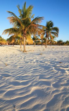 beyaz kum üzerinde palmiyeler. Playa sirena. Cayo largo. Küba.