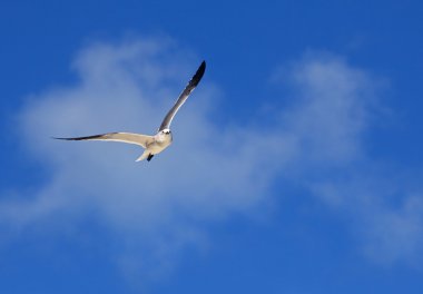 Büyük kara sırtlı martı (Larus marinus)