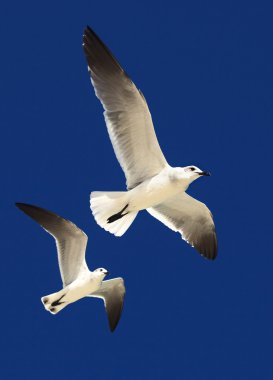 Büyük kara sırtlı martı (Larus marinus)