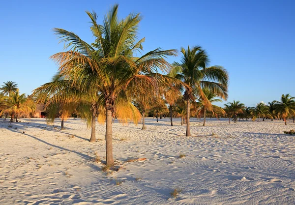 Palmer på den vita sanden. Playa sirena. Cayo largo. Kuba. — Stockfoto