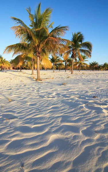 Palmen auf dem weißen Sand. playa sirena. cayo largo. kuba. — Stockfoto