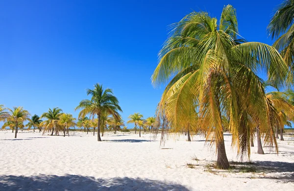 Pálmafák a fehér homokon. Playa sziréna. Cayo largo. Kuba. — стокове фото