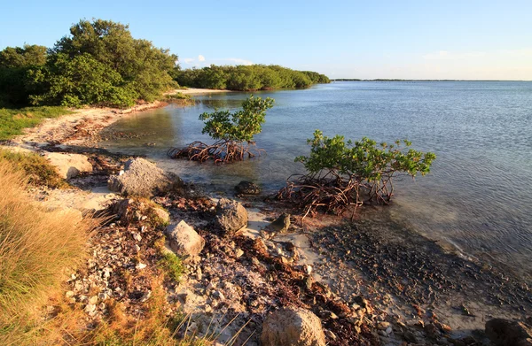 Pobřeží Atlantského oceánu. Cayo guillermo. Kuba. — Stock fotografie