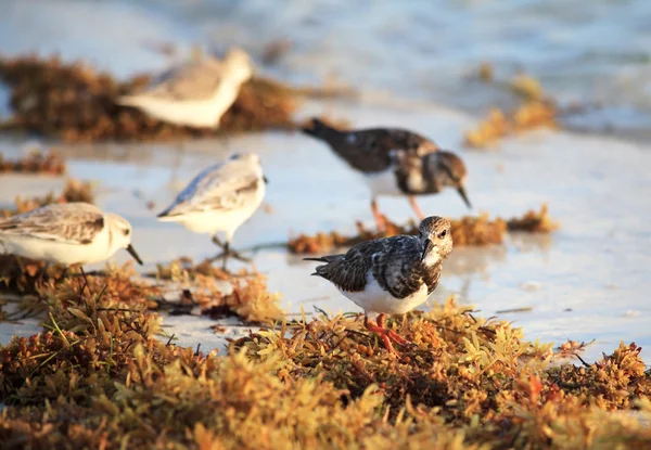 海辺の鳥. — ストック写真