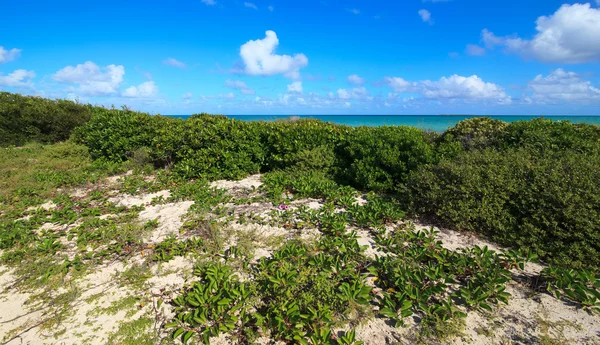 Le rivage était couvert de végétation. Cayo Guillermo. Cuba . — Photo