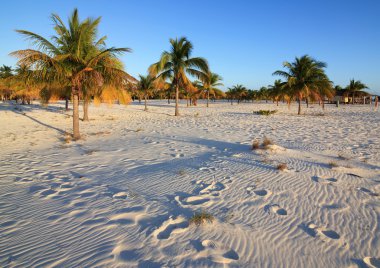 beyaz kum ve palmiye ağaçları. Playa sirena. Cayo largo. Küba.