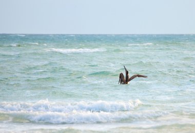 Kahverengi Pelikan (Pelecanus occidentalis)