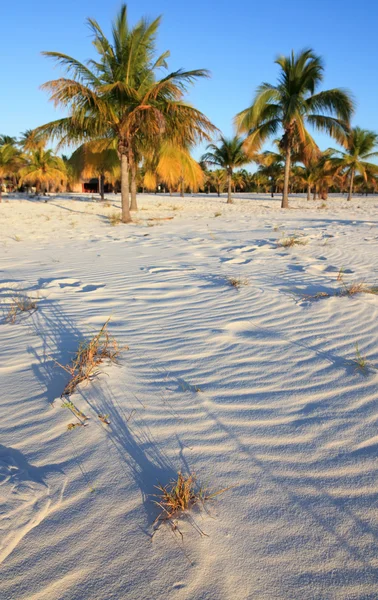 Beyaz kum ve palmiye ağaçları. Playa sirena. Cayo largo. Küba. — Stok fotoğraf