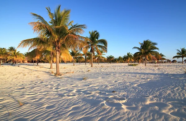 Palmer på den vita sanden. Playa sirena. Cayo largo. Kuba. — Stockfoto