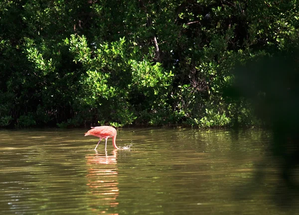 Amerikansk flamingo (phoenicopterus ruber)) — Stockfoto