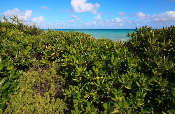 Ακτή ήταν καλυμμένο με βλάστηση. Γκιγιέρμο Cayo. Κούβα. — Φωτογραφία Αρχείου