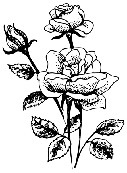 Rosas. Ilustración dibujada a mano del ramo de flores de rosa — Vector de stock