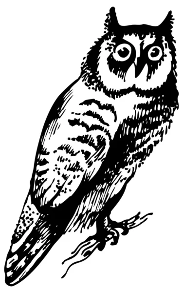 Búho pájaro, ilustración dibujada a mano — Vector de stock