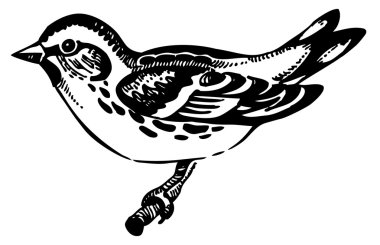 Siskin bird, hand-drawn illustration clipart