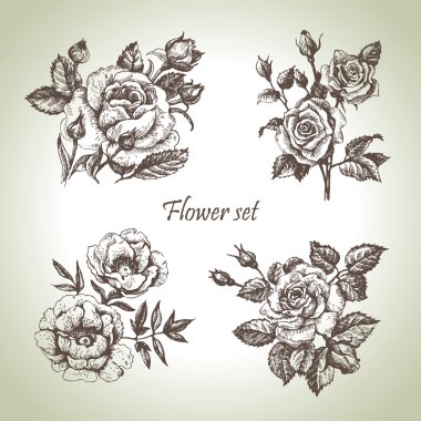 Floral set. Hand drawn illustrations of roses clipart