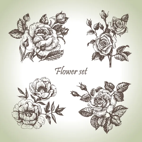 Ensemble floral. Illustrations de roses dessinées à la main — Image vectorielle