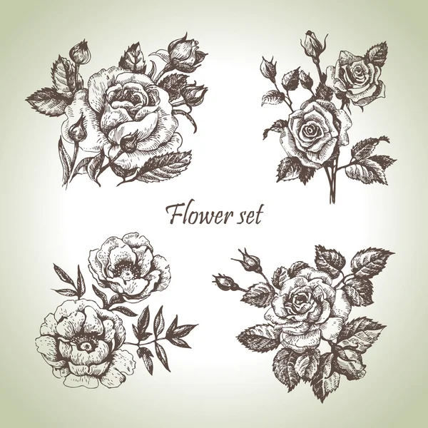 Conjunto floral. Ilustrações desenhadas à mão de rosas Gráficos Vetores
