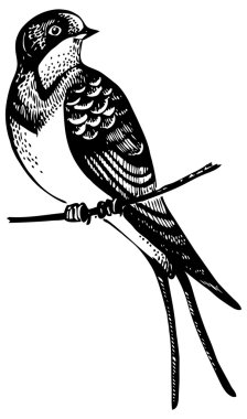 Swallow bird, hand-drawn illustration clipart