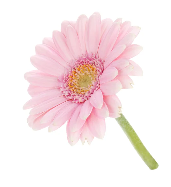 Kwiat różowy gerbera — Zdjęcie stockowe
