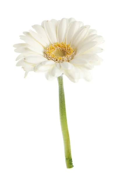 Vit gerbera blomma — Stockfoto