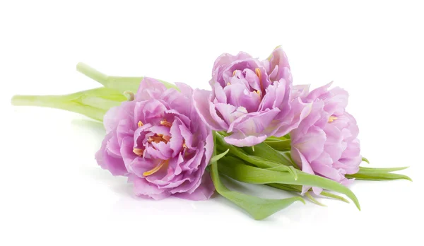 Tulipanes rosas mentirosos —  Fotos de Stock