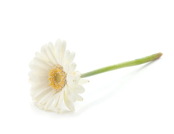 Beyaz gerbera çiçek yalan — Stok fotoğraf