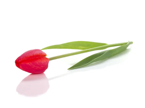 Лежачи червоний tulip — стокове фото
