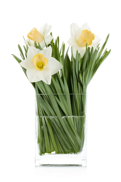 White daffodils — Stock Photo, Image