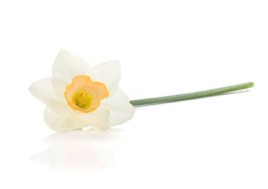 Lying white daffodil clipart