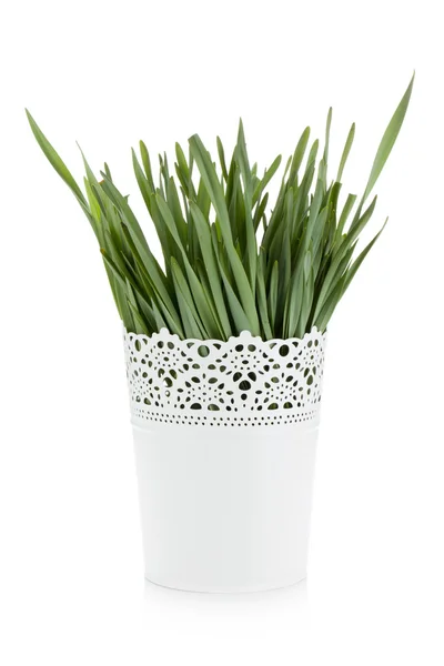 Green grass in flowerpot — Stock Photo, Image