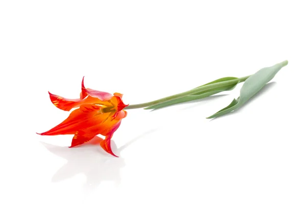 Ležící červený Tulipán — Stock fotografie