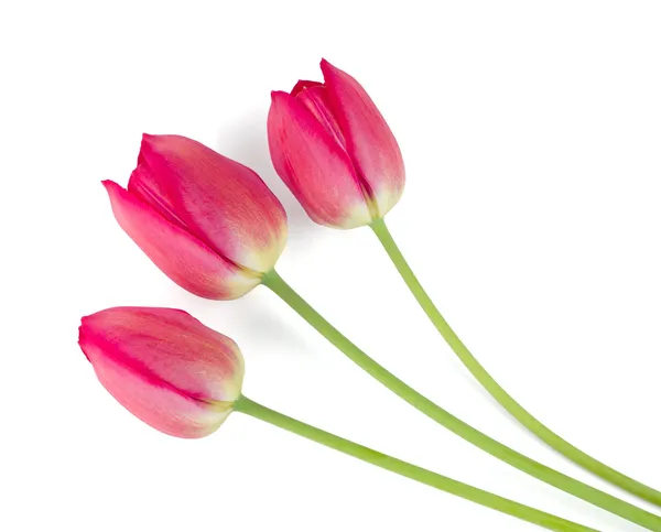 Три лежать червоні тюльпани — стокове фото