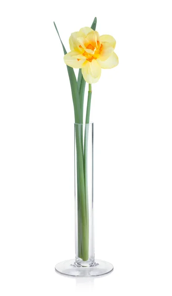 Gelbe Narzisse in der Vase — Stockfoto