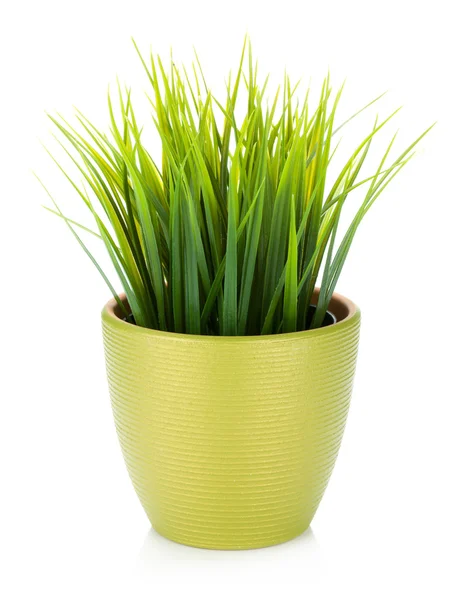 Decorative grass in flowerpot — Stock Photo, Image