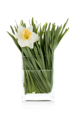 White daffodil clipart