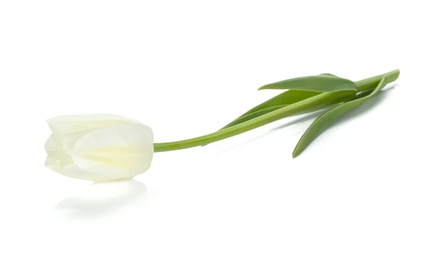 Лежащий белый тюльпан — стоковое фото