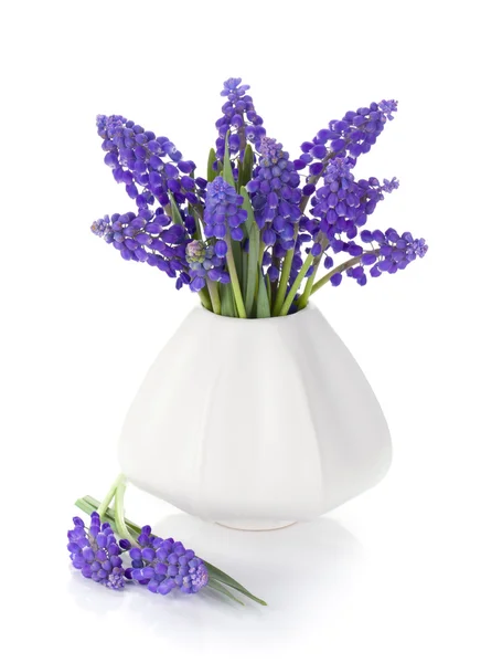 Голубые гиацинтовые цветы в вазе — стоковое фото