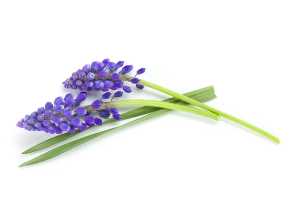 Lying blue hyacinth flowers — Stock Photo, Image