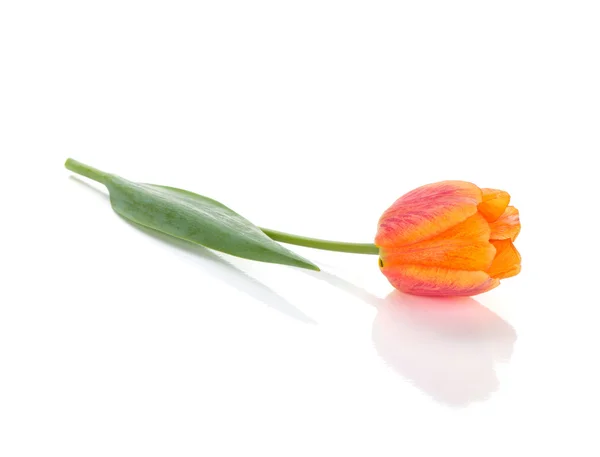 Liegen oranje tulip — Stockfoto