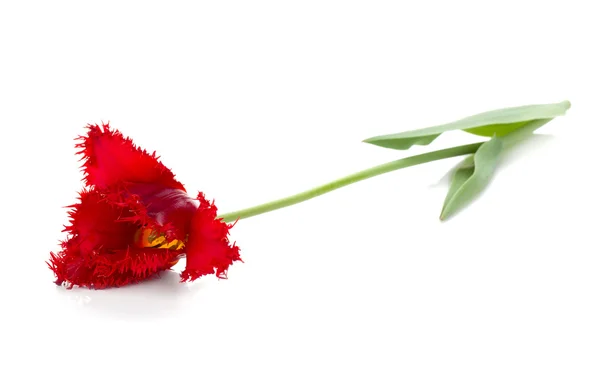 Liggande röd tulpan — Stockfoto
