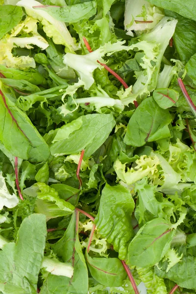 Closeup υγιή πράσινη σαλάτα — Φωτογραφία Αρχείου