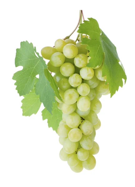 Белый виноград с листьями — стоковое фото